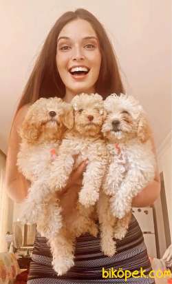 POODLE KALİTELİ YAVRULAR 1