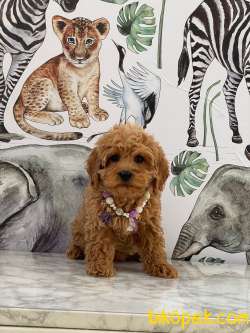 Poodle Kalitesinde Maltipoo Yavrularımız 4