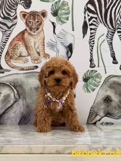 Poodle Kalitesinde Maltipoo Yavrularımız 2