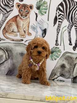 Poodle Kalitesinde Maltipoo Yavrularımız