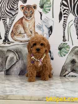 Poodle Kalitesinde Maltipoo Yavrularımız 3