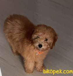 Poodle Köepğimiz 1