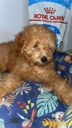 Poodle Köepğimiz 4