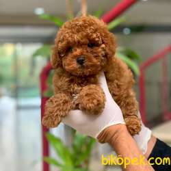 Poodle Orjinal Red 2