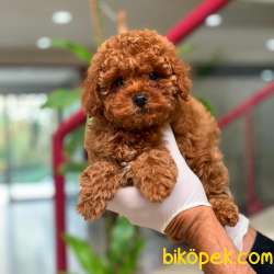Poodle Orjinal Red 1