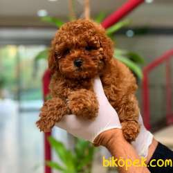 Poodle Orjinal Red 3
