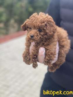 POODLE RED 1