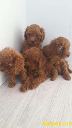 Poodle Red ,apricot Ve Silver Yavrulrımız 1