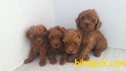 Poodle Red ,apricot Ve Silver Yavrulrımız 3