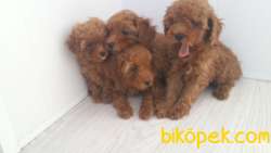 Poodle Red ,apricot Ve Silver Yavrulrımız 2