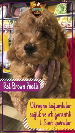 Poodle (red Brown) Yavrularımız 1