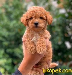 POODLE   RED  EN YAKIŞIKLISI 1