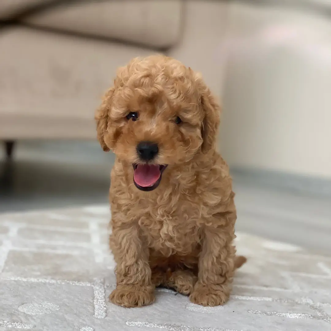 Poodle Red Oskar 1