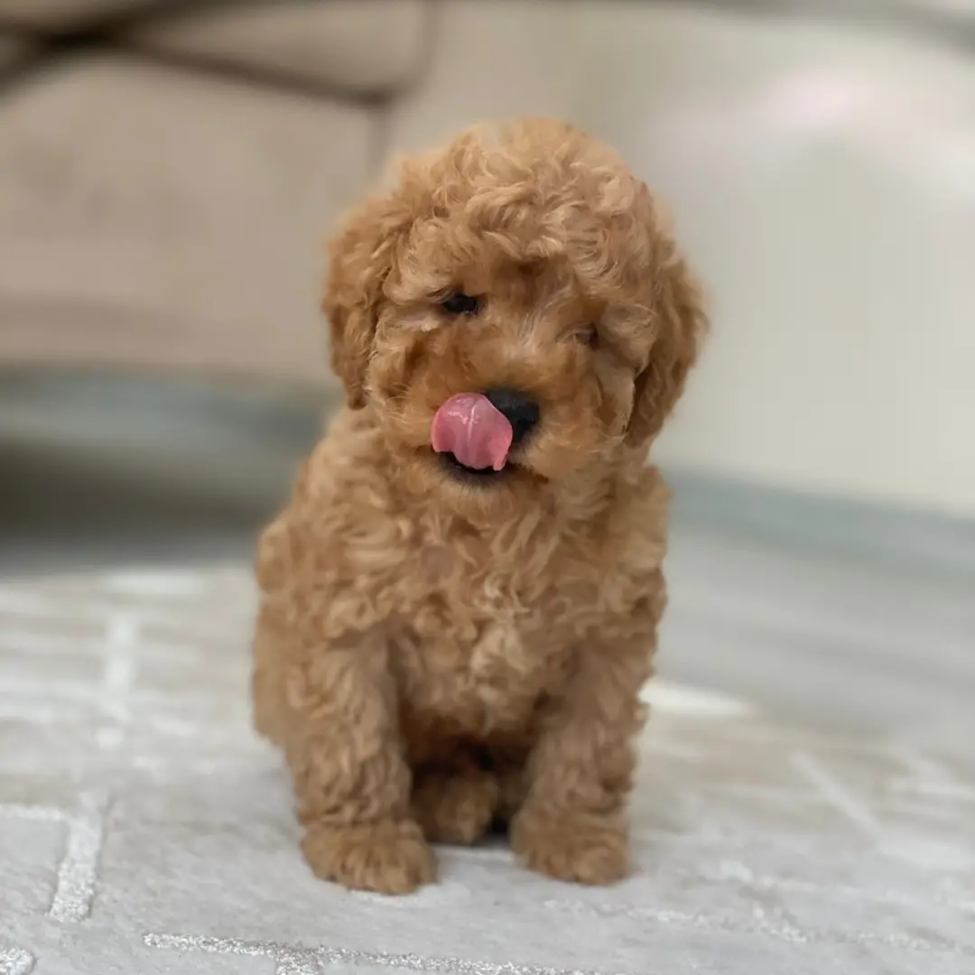Poodle Red Oskar 3