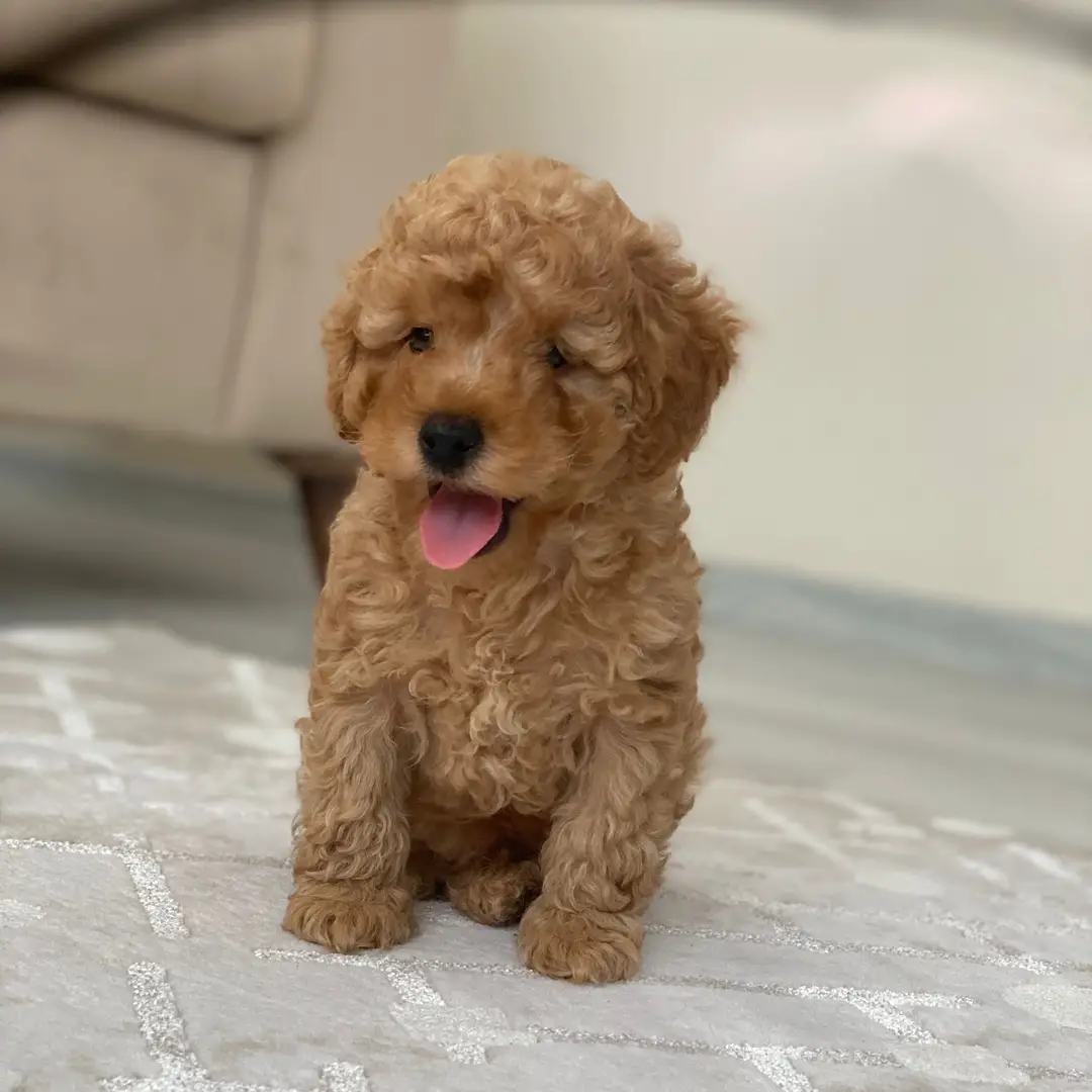 Poodle Red Oskar 2