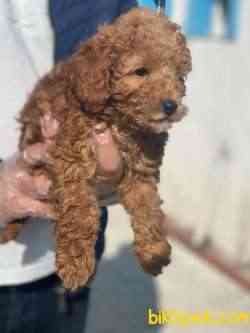 POODLE TOY 1.SINIF BEBEKLERİMİZ 2