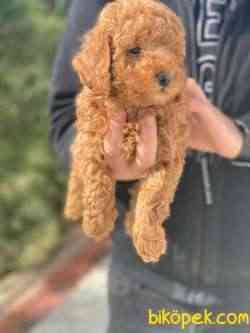 POODLE TOY 1.SINIF BEBEKLERİMİZ 1