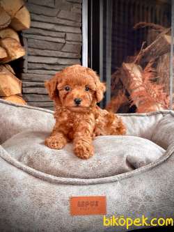 Poodle Toy Bebeklerimiz İSTANBUL 2