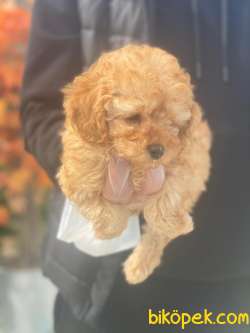 POODLE TOY BEBEKLERİMİZZ 2