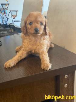 POODLE TOY BEBEKLERİMİZZ 3
