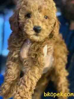POODLE TOY BEBEKLERİMİZZ 3