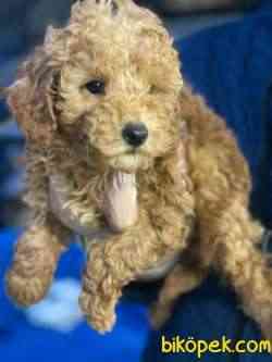 POODLE TOY BEBEKLERİMİZZ 2