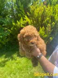 POODLE TOY BEBEKLERİMİZZ 1