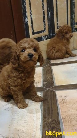Poodle Toy, Miniyatür ,medium Ve Standart Boyutlarda 1