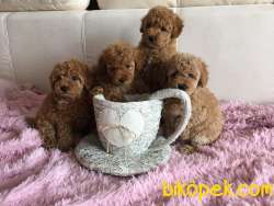 Poodle Toy Ve Mini Yavrular 1