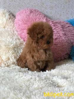 Poodle Toy Ve Mini Yavrular 3