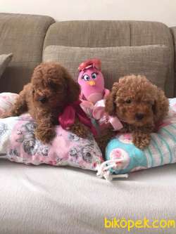 Poodle Toy Ve Mini Yavrular 2