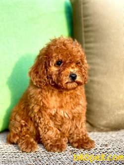 POODLE TOY YAVRULAR 3