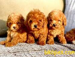 POODLE TOY YAVRULAR 1