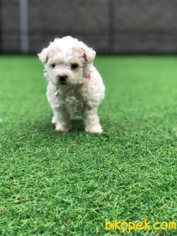 POODLE TOY YAVRULARIMIZ SİZİ BEKLİYOR 3