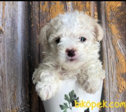 POODLE TOY YAVRULARIMIZ SİZİ BEKLİYOR 4