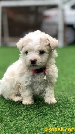 POODLE TOY YAVRULARIMIZ SİZİ BEKLİYOR 1