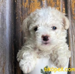 POODLE TOY YAVRULARIMIZ SİZİ BEKLİYOR 2