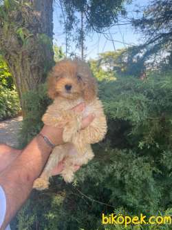 POODLE TOY YAVRULARIMIZZ 2