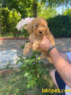 POODLE TOY YAVRULARIMIZZ 1