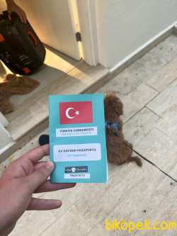 Poodle Yavru 4 Aylık Çok Şirin