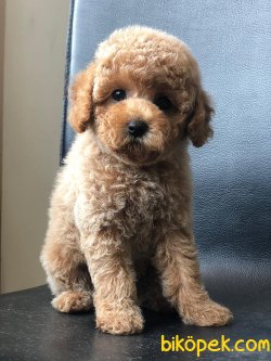 Poodle Yavrulaımız Sağlık Garantili 3