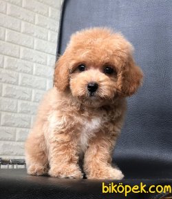Poodle Yavrulaımız Sağlık Garantili 2
