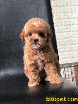 Poodle Yavrulaımız Sağlık Garantili 1