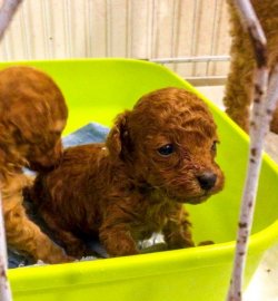 Poodle Yavrular 1