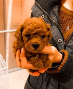 Poodle Yavrular 2