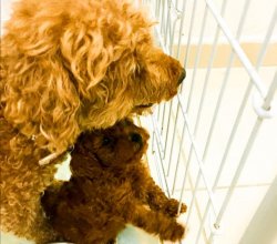 Poodle Yavrular 3