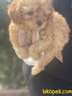 POODLE YAVRULAR 1