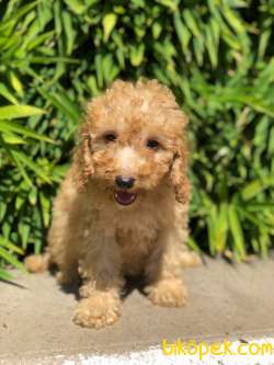 Poodle Yavrular Gelmiştir 2