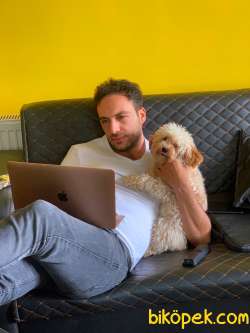 Poodle Yavrular Gelmiştir 1
