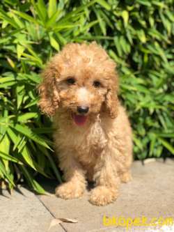 Poodle Yavrular Gelmiştir 3